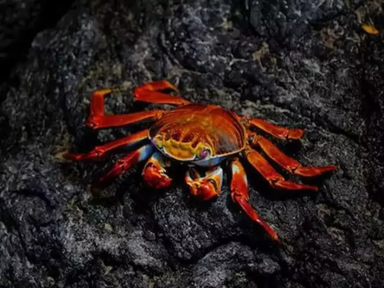 Report: Ocean around Alaska experiences significant loss of snow crab population in the billions.