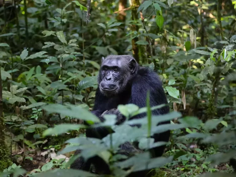 Confirmation of a 20-year study: Wild chimpanzees in Uganda exhibit menopause, adding a sixth species to the list.