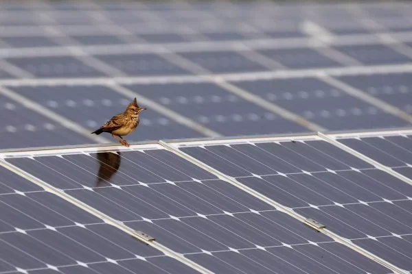 Rephrase the title:An overload of solar panels cut prices in half last year — but not in the US