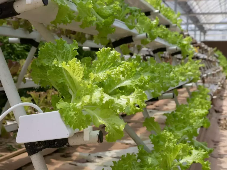 Rephrase the title:City farms emit six times more greenhouse gases compared to typical agricultural fields: study