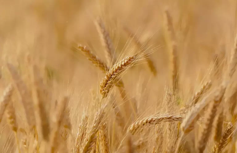 Rephrase the title:India’s wheat output may touch new record FY24 provided normal temperature