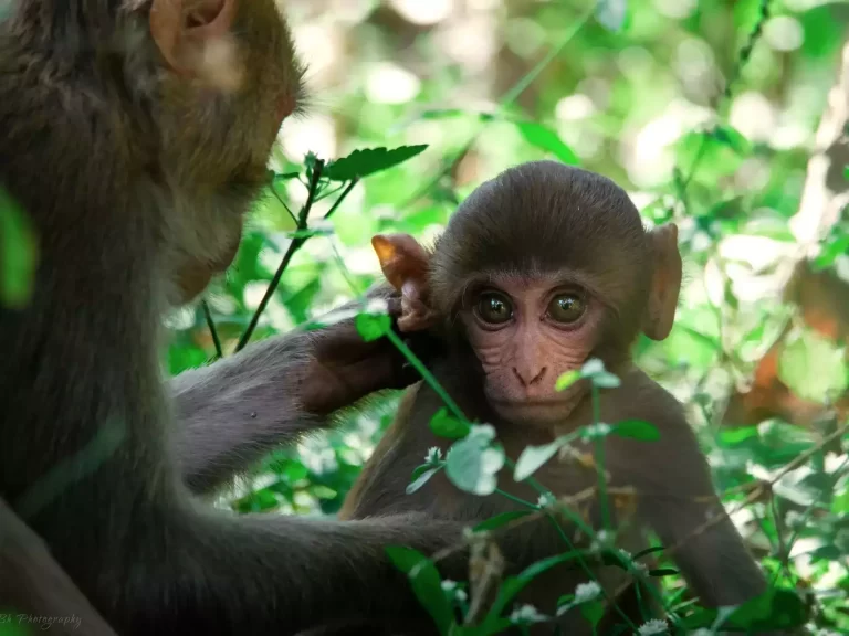 Rephrase the title:Scientists manage to clone world’s first healthy rhesus monkey!